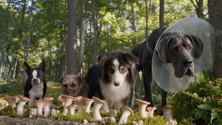 Совершенно недетская комедия про говорящих пёсиков в трейлере фильма «Бродяги»