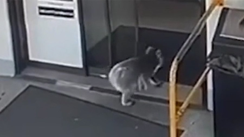 В Австралии коала ворвалась на заправку и вцепилась в ногу работнику