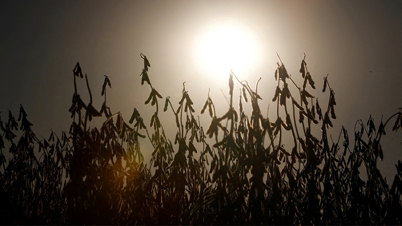 В ООН выразили надежду на продление зерновой сделки