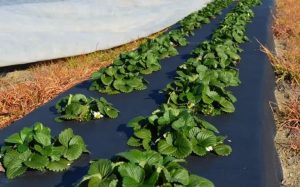 Спанбонд: многофункциональный материал для садоводства и строительства