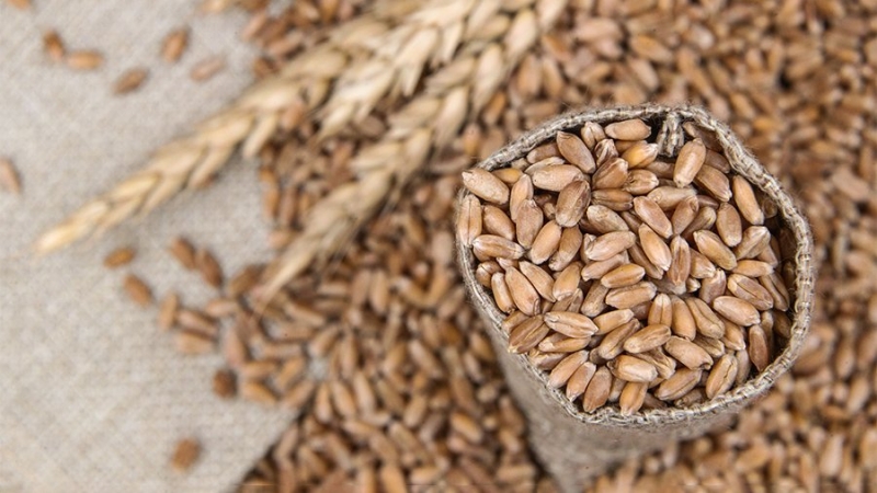 Абрамченко заявила о продолжении выполнения РФ всех обязательств по зерновой сделке