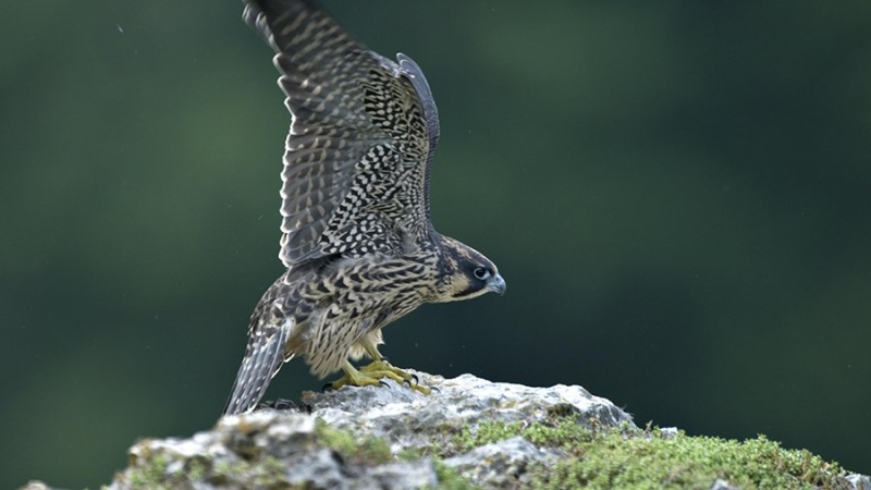 Деловую программу первого международного форума «День сокола» обсудили в Москве
