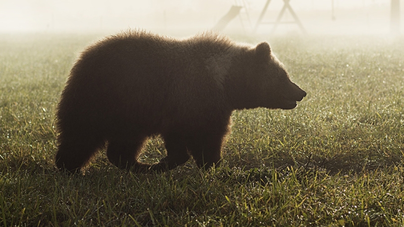 Медведь напал на мужчину на юге Красноярского края
