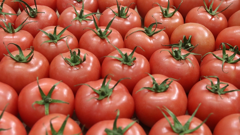 Минсельхоз планирует обнулить пошлину на томаты