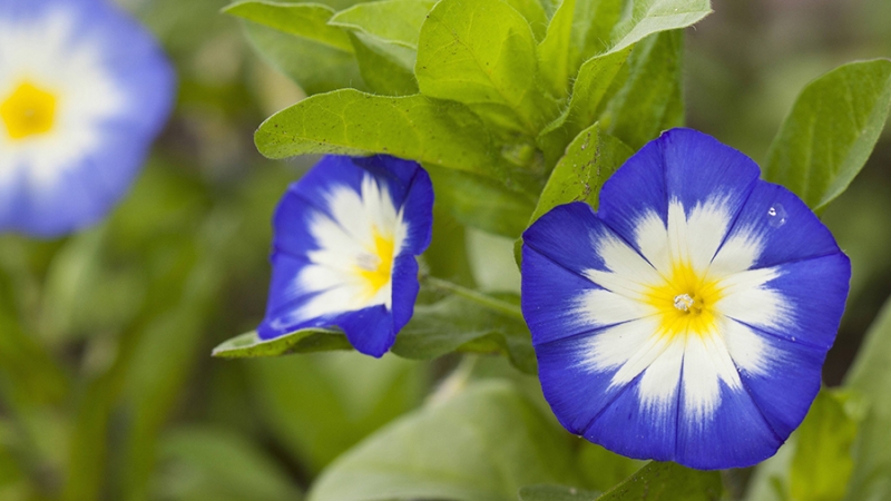 Адвокат рассказала о наказании для дачников за выращивание ипомеи трехцветной